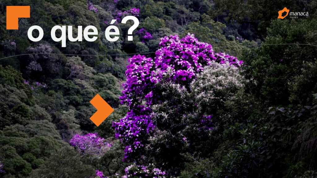 imagem de floresta nativa abundante